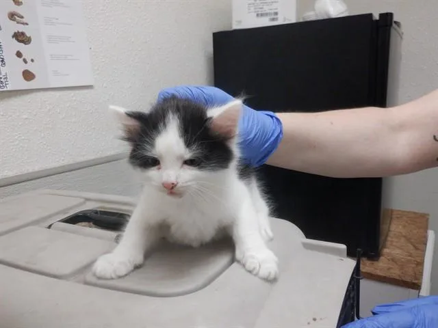 A baby small-sized male Domestic Medium Hair cat named Cow for adoption in Oroville, CA