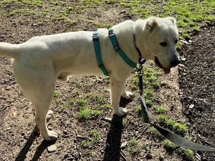 An adult large-sized male Shepherd dog named Tundra for adoption in West Chester, PA