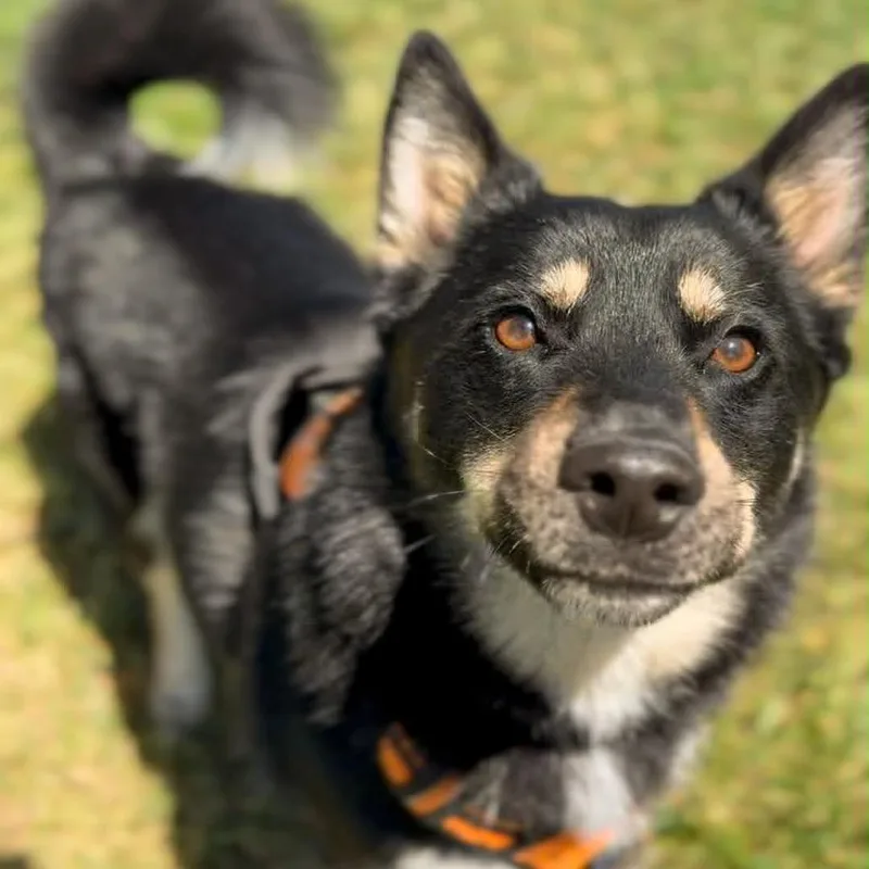 An adult medium-sized male Black Mixed Breed dog named Bolt for adoption in Washington Township, OH