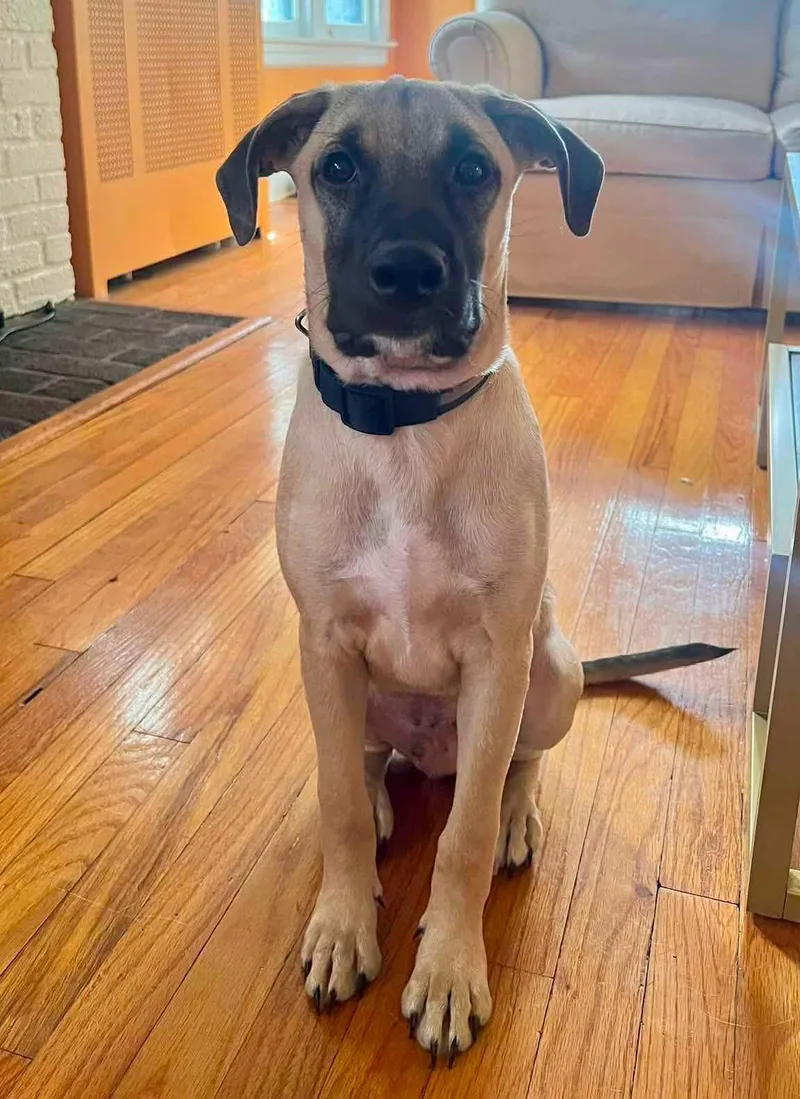 A young medium-sized male German Shepherd Dog dog named Wrinkles for adoption in West Haven, CT
