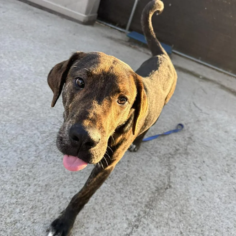 A young medium-sized male Brindle Mixed Breed dog named Turtle for adoption in Edwardsville, IL