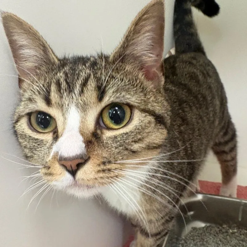 A young medium-sized female Brown / Chocolate Domestic Short Hair cat named Chestnut for adoption in Mebane, NC