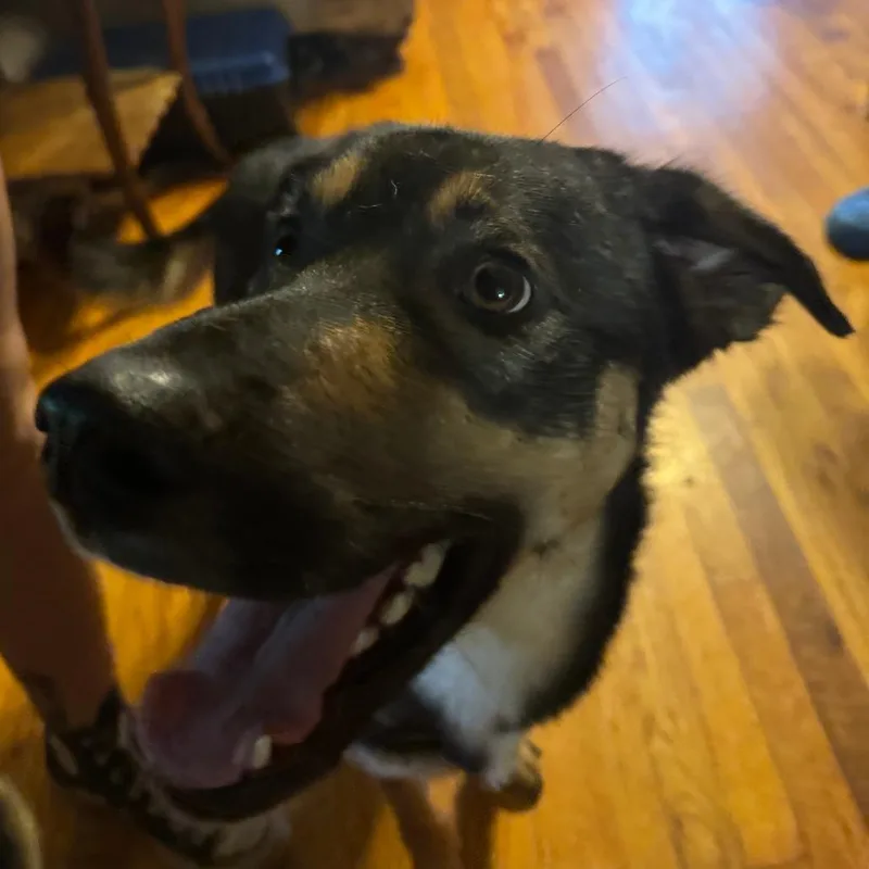 A young medium-sized male Black Mixed Breed dog named Fezzik for adoption in Columbus, GA