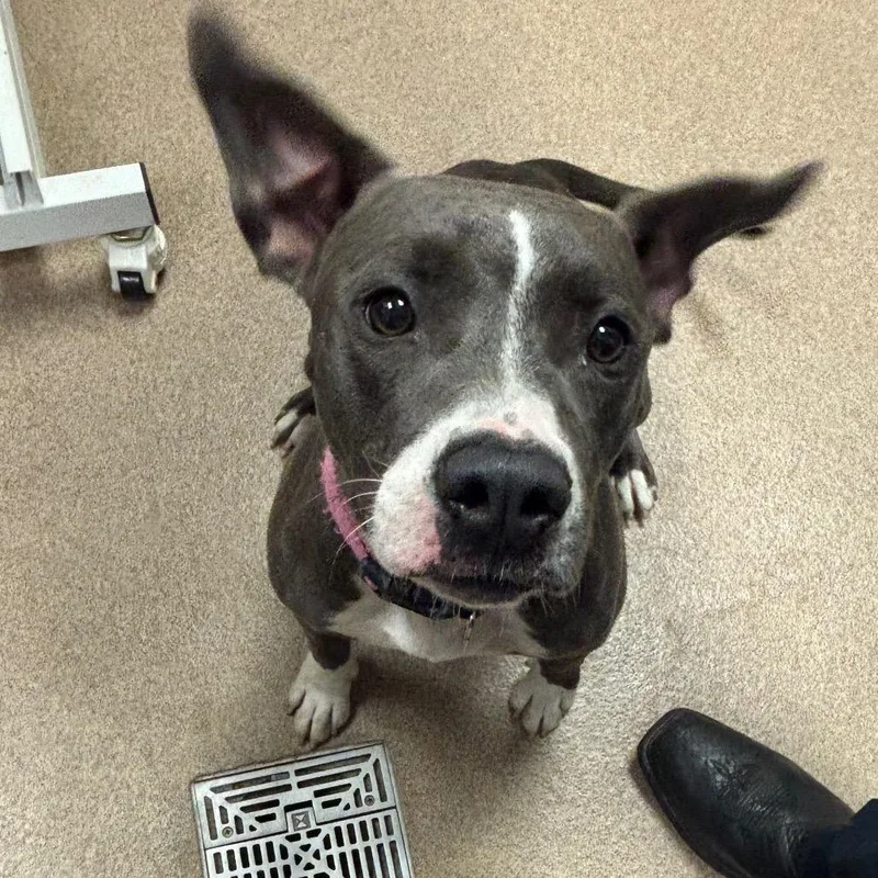 An adult medium-sized female Gray / Blue / Silver American Bulldog dog named June for adoption in Hinesville, GA