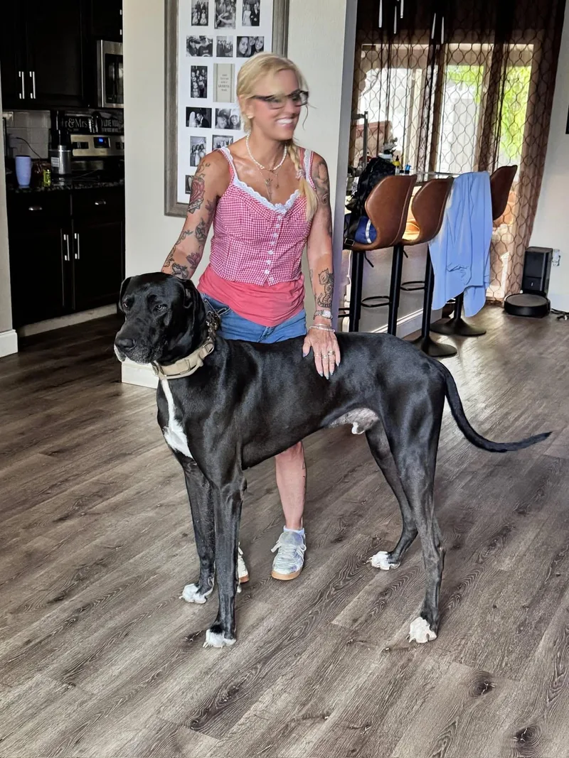 An adult extra large-sized male Black Great Dane dog named Lincoln for adoption in Palm City, FL