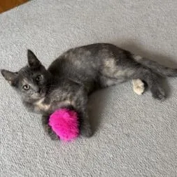 A baby medium-sized female Dilute Tortoiseshell Domestic Short Hair cat named Anne for adoption in Stamford , CT