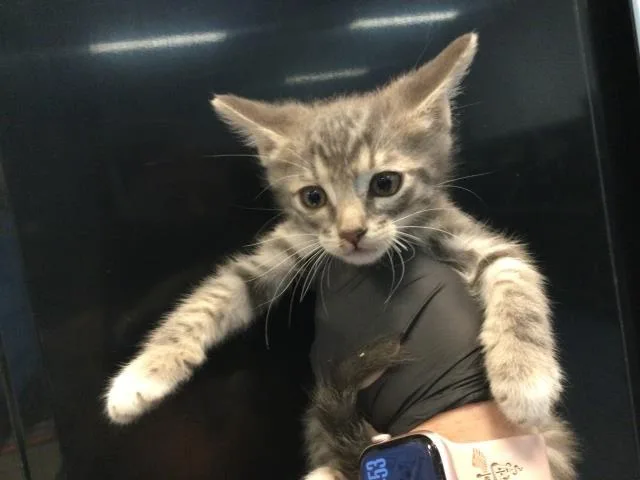 A baby small-sized male Domestic Short Hair cat named Billy for adoption in Thousand Palms, CA