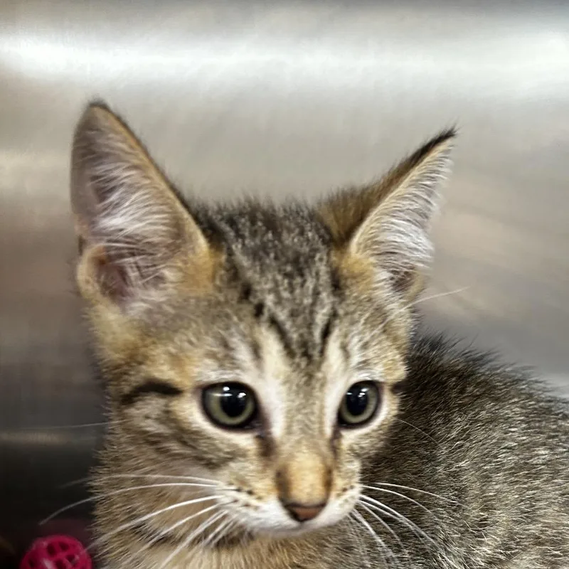 A baby small-sized male Black Domestic Short Hair cat named Joey for adoption in Leander, TX