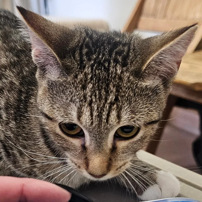 A baby medium-sized female Tabby (Brown / Chocolate) Domestic Short Hair cat named Sweet Dee for adoption in Norwalk, CT