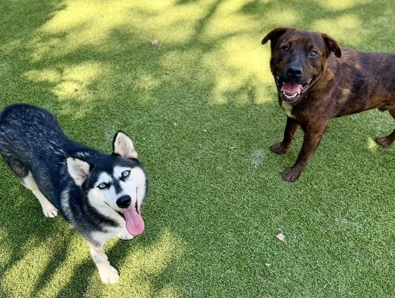 An adult large-sized male Mixed Breed dog named Eddie for adoption in Dunwoody, GA