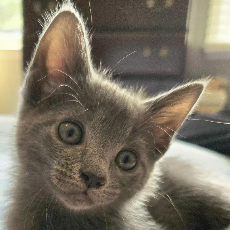 A baby small-sized female Domestic Short Hair cat named Elanor for adoption in Cumming, GA