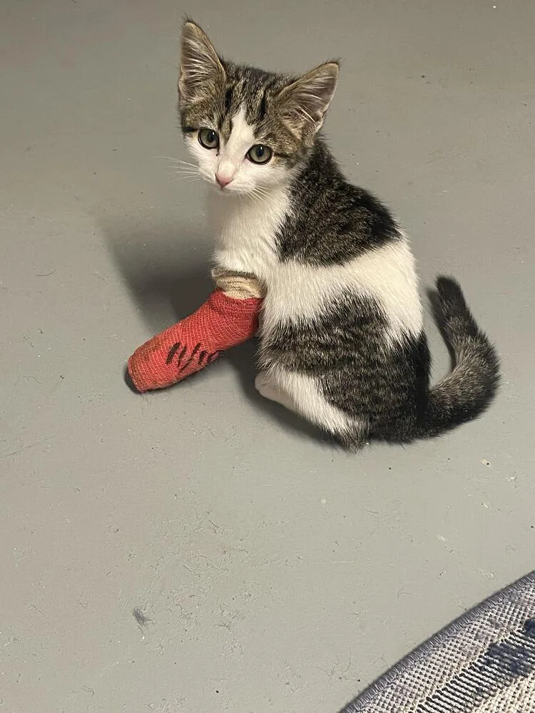 Callie Mae thumbnail 2