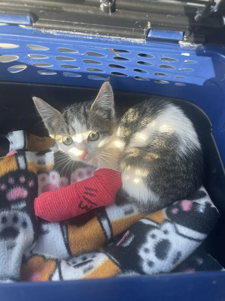 Callie Mae thumbnail 3