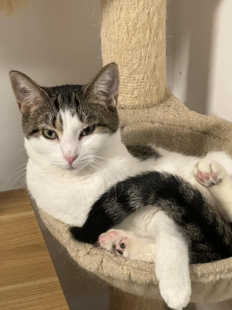 Callie Mae thumbnail 4