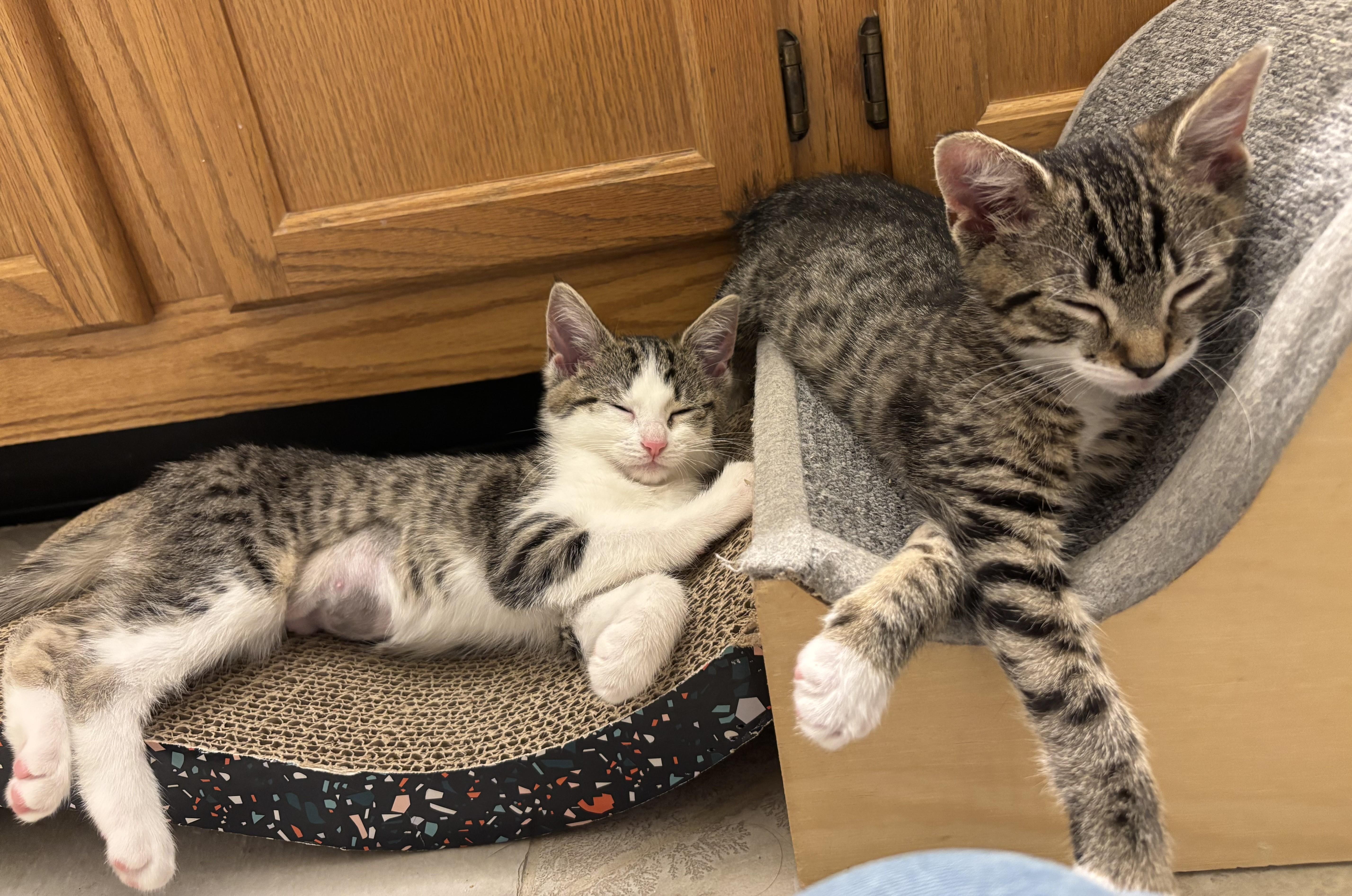 A baby large-sized male Brown / Chocolate Tabby cat named Mozart for adoption in Lambertville, NJ