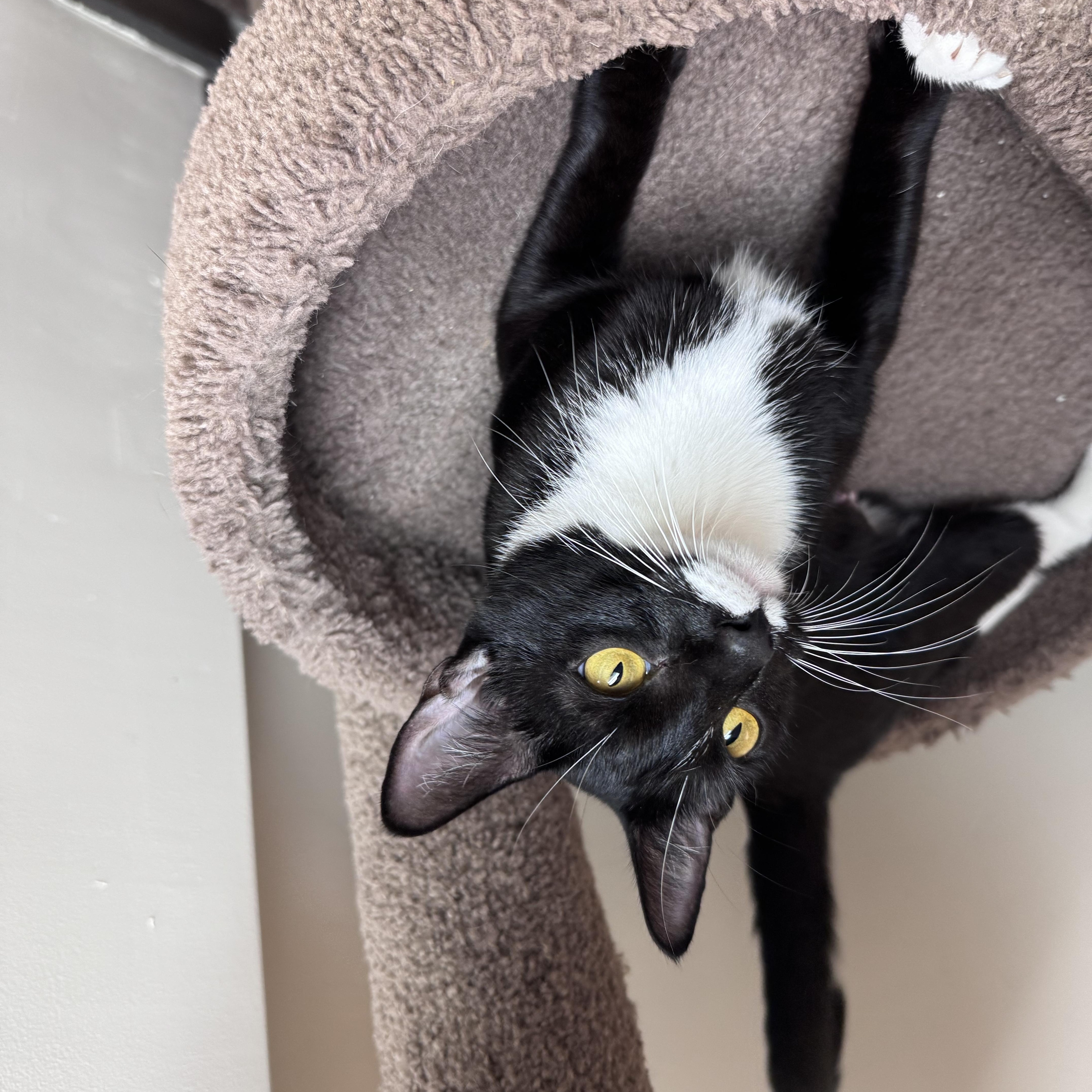 A young medium-sized female Black & White / Tuxedo American Shorthair cat named Cruella for adoption in Medford, MA