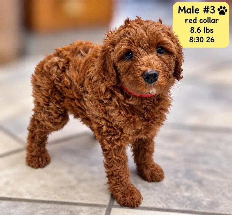 A baby medium-sized male Brown / Chocolate Labradoodle dog named Brooks for adoption in El Segundo, CA