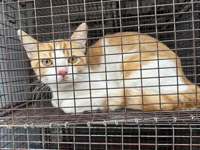 An adult medium-sized male Domestic Short Hair cat named Cheese for adoption in Houston, TX