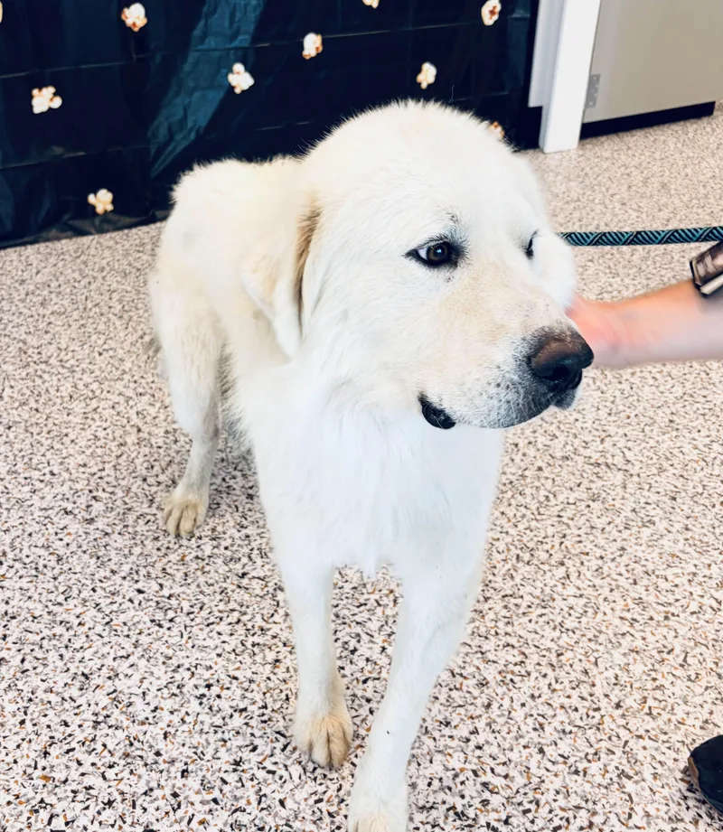 An adult large-sized male Great Pyrenees dog named Daddio DFW for adoption in Quinlan, TX