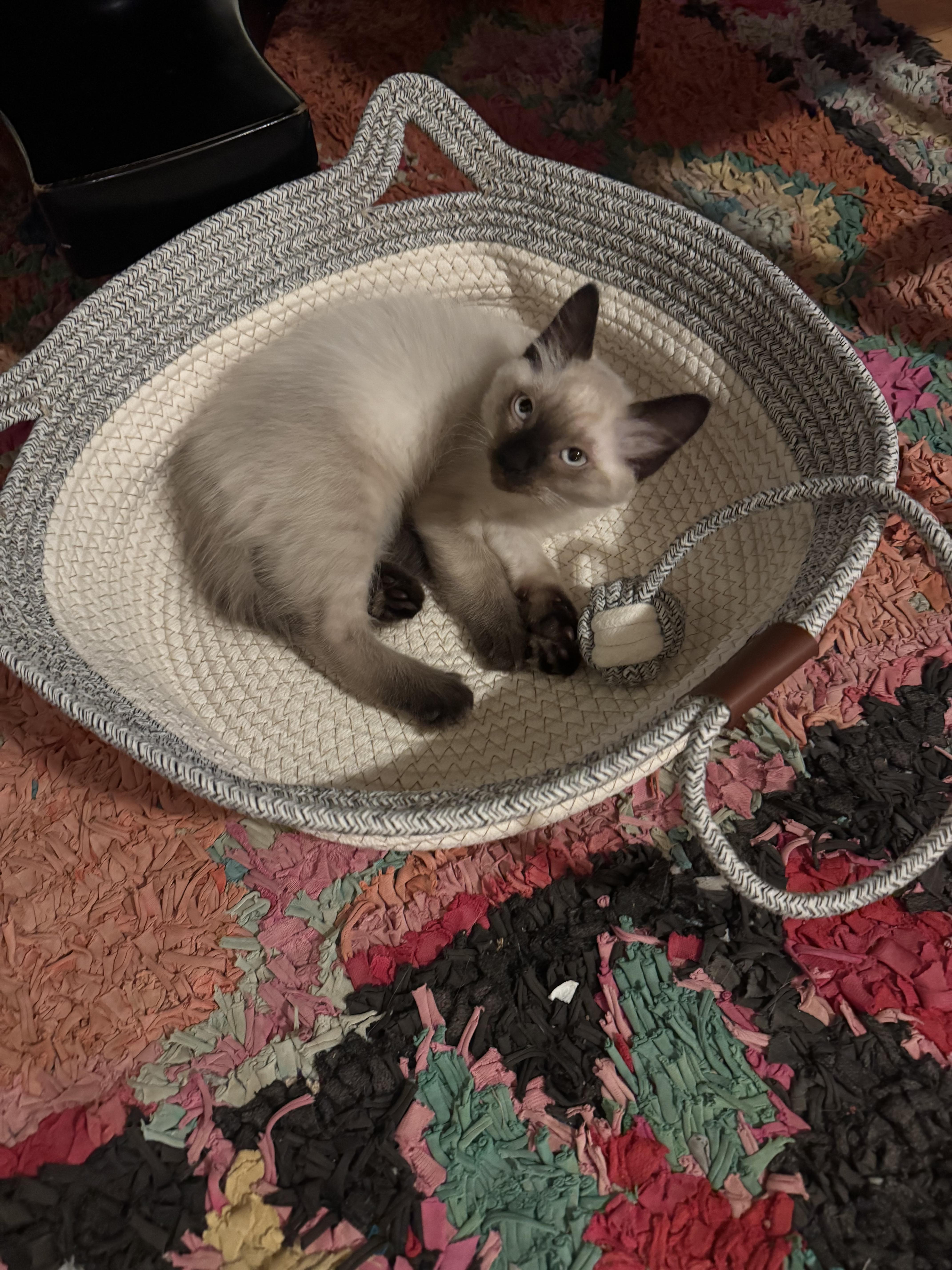 A young large-sized female Ragdoll cat named Butters for adoption in Malibu, CA