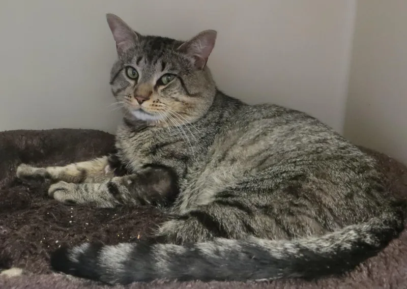 An adult medium-sized male Tabby cat named Billy for adoption in Taunton, MA