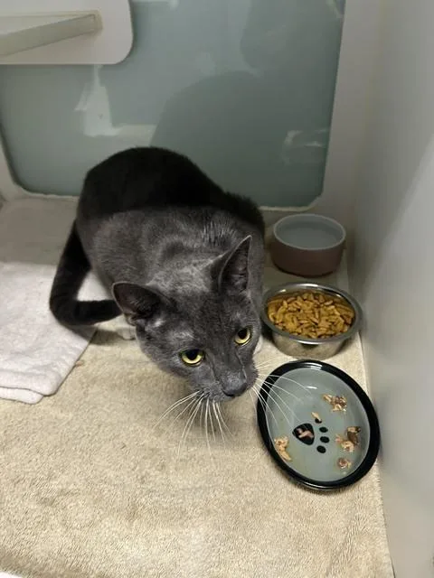 An adult medium-sized male Gray & White Domestic Short Hair cat named Greygoose for adoption in Muskegon, MI