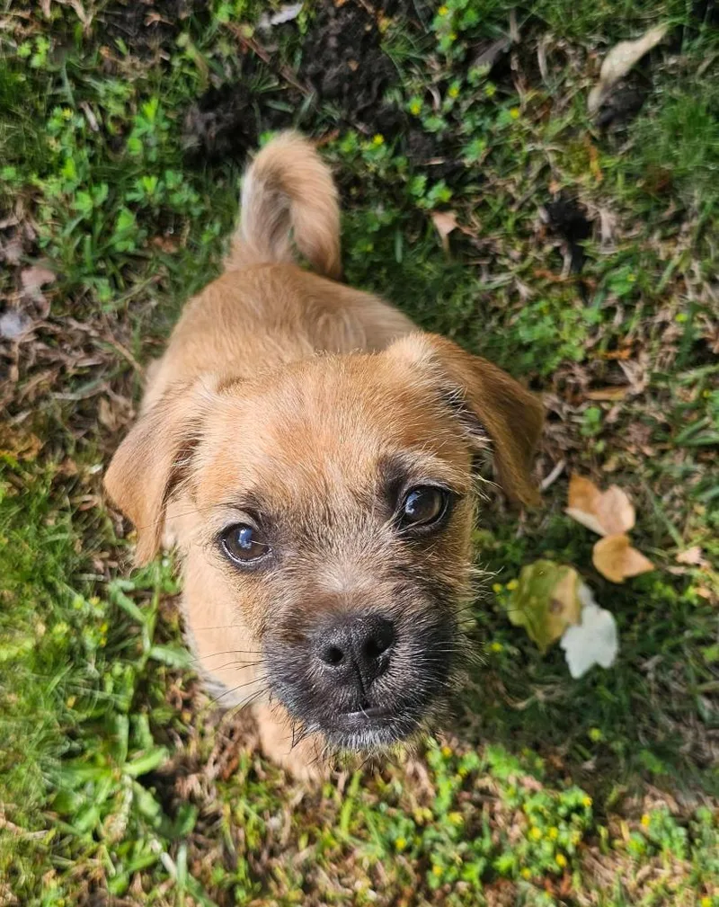 Peanut