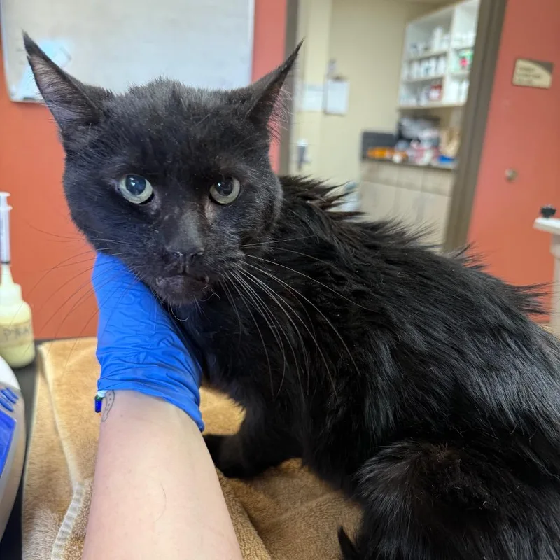 An adult medium-sized male Black Domestic Short Hair cat named Nutty Buddy for adoption in Flagstaff, AZ