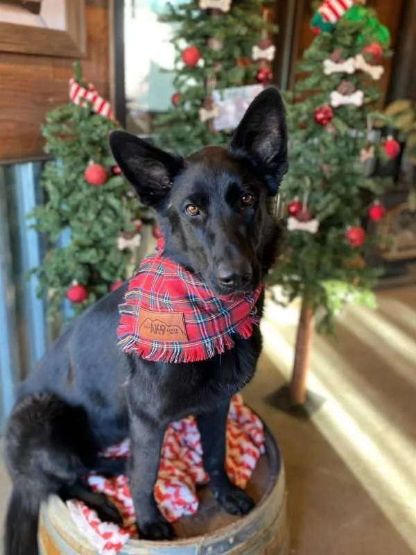 A young large-sized female Black Belgian Shepherd / Malinois dog named Kalessi for adoption