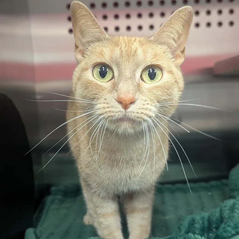 An adult medium-sized female Cream / Ivory Domestic Short Hair cat named Cheesecake Houston for adoption in Denver, CO