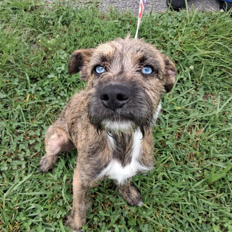 A baby medium-sized male Gray / Blue / Silver Terrier dog named Deisel for adoption in Maynardville, TN