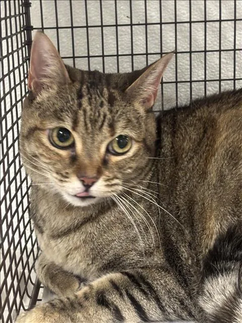 An adult small-sized female Domestic Short Hair cat named Kiera for adoption in Van Nuys, CA