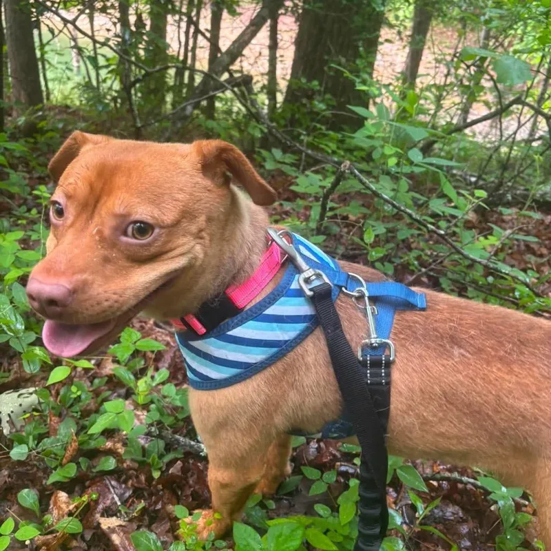 A young medium-sized male Red / Chestnut / Orange Mixed Breed dog named Walker Texas Ranger for adoption in Corbin, KY