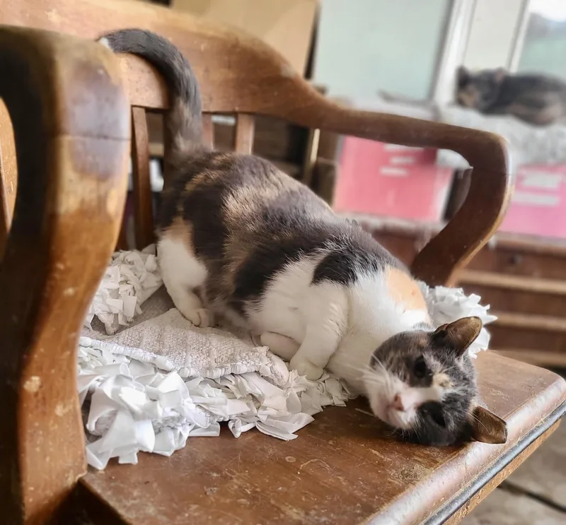 An adult large-sized female American Shorthair cat named Calico Jane for adoption in Mission Viejo, CA