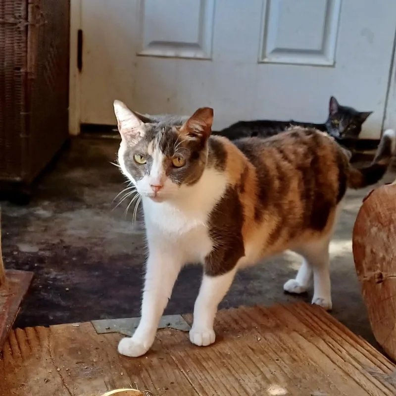 Calico Jane thumbnail 4