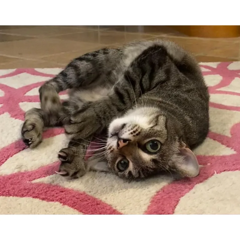 Dottie thumbnail 3