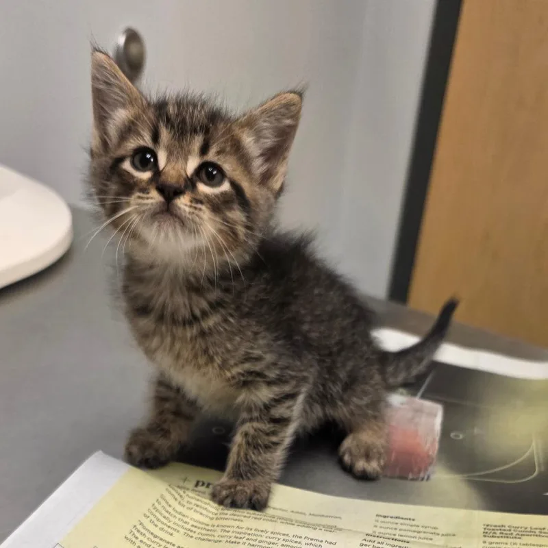 A baby small-sized male Brown / Chocolate Domestic Short Hair cat named Jax for adoption in Jacksonville, FL