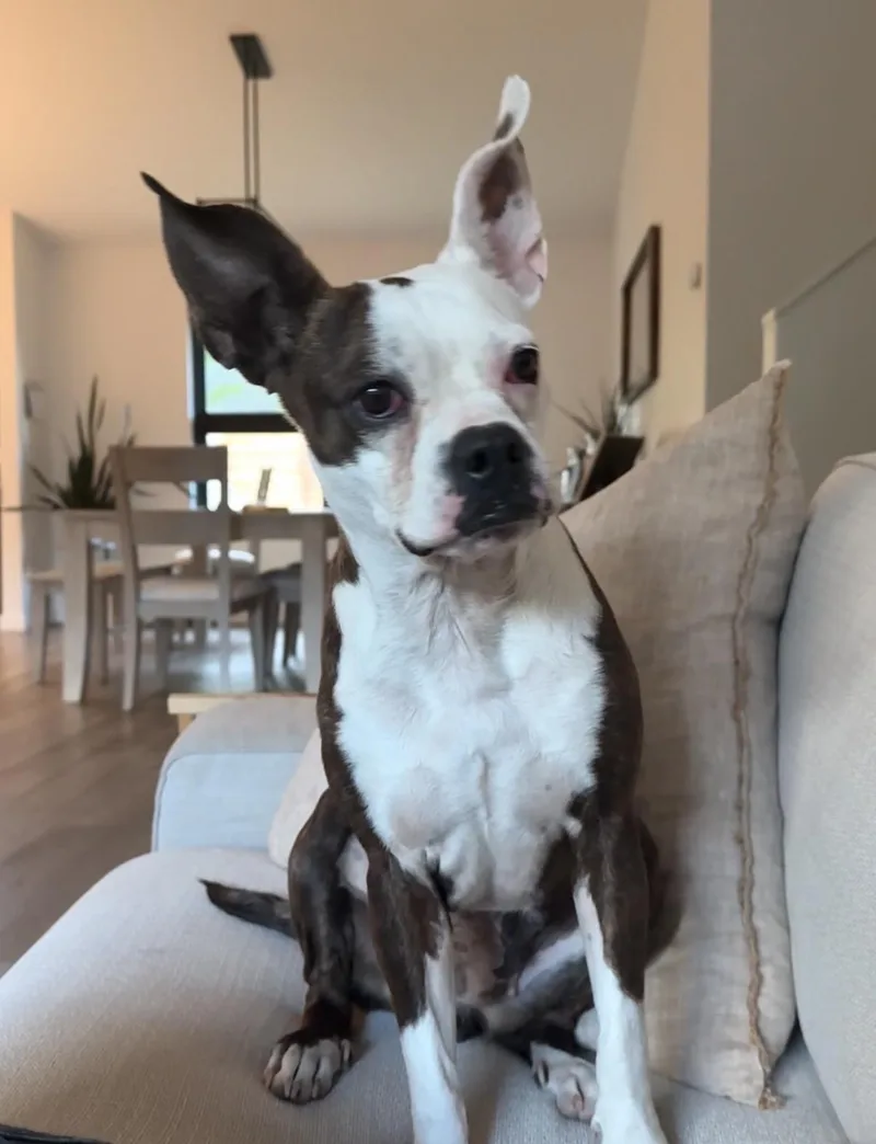 Stella Luna
