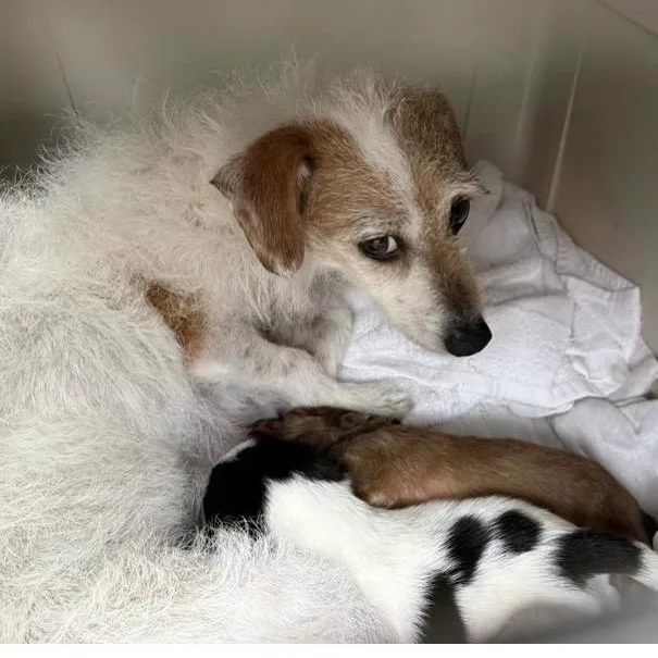 An adult small-sized female White / Cream Mixed Breed dog named Vivianne for adoption in Santa Rosa, CA
