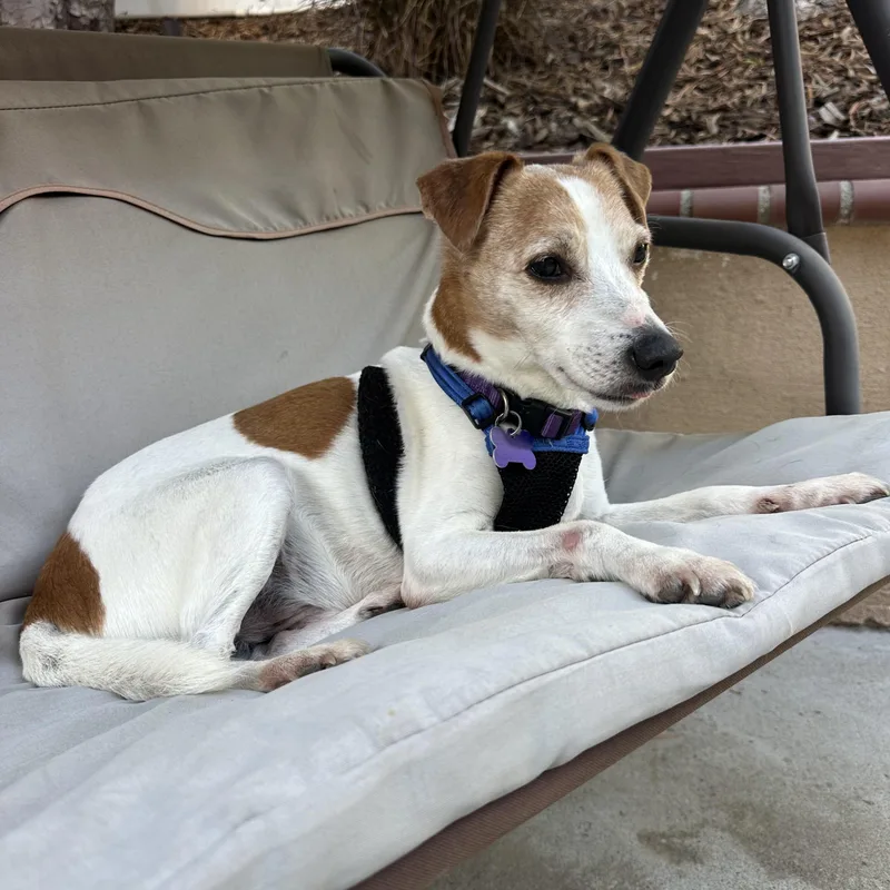 A senior small-sized male White / Cream Jack Russell Terrier dog named Wesley for adoption in Mission Viejo, CA