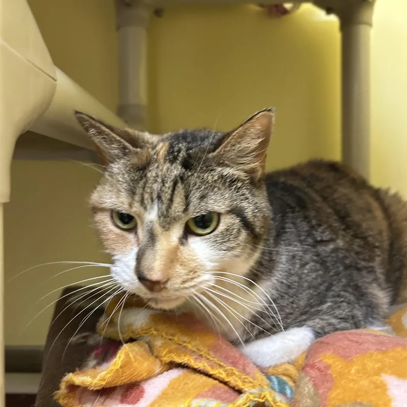 A senior medium-sized female Black Domestic Short Hair cat named Fubs for adoption in Bedford, NH