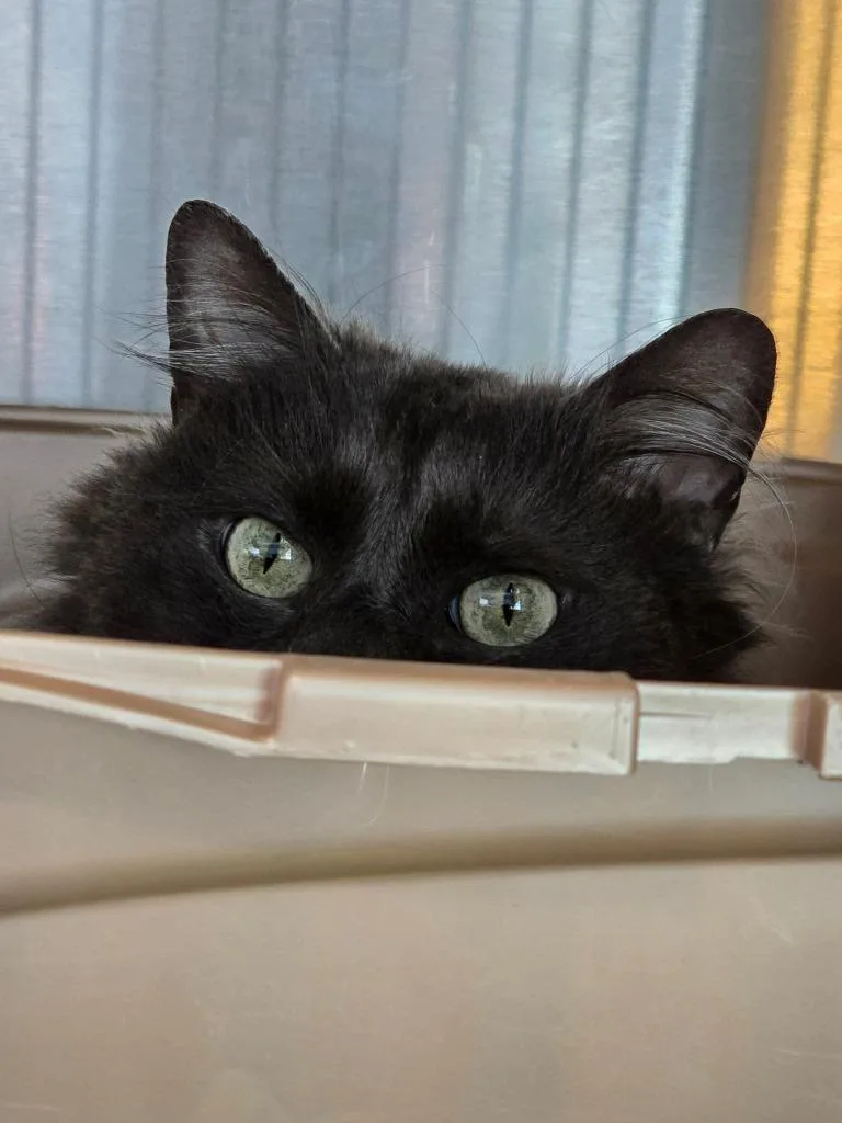 A senior medium-sized male Domestic Long Hair cat named Templeton for adoption in Ashland, WI