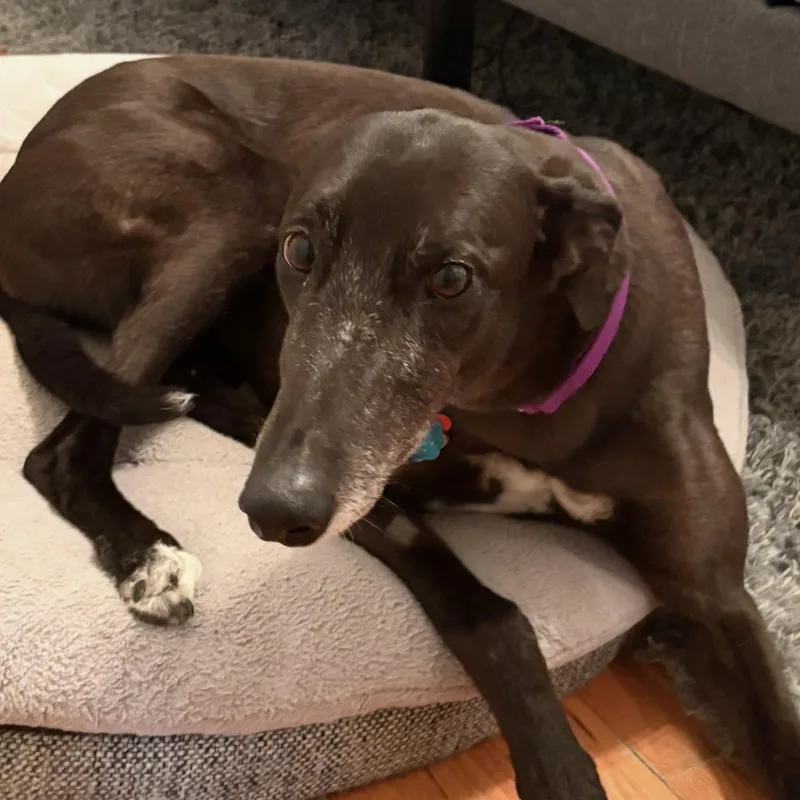 An adult large-sized female Greyhound dog named Goody for adoption in Bondurant, IA