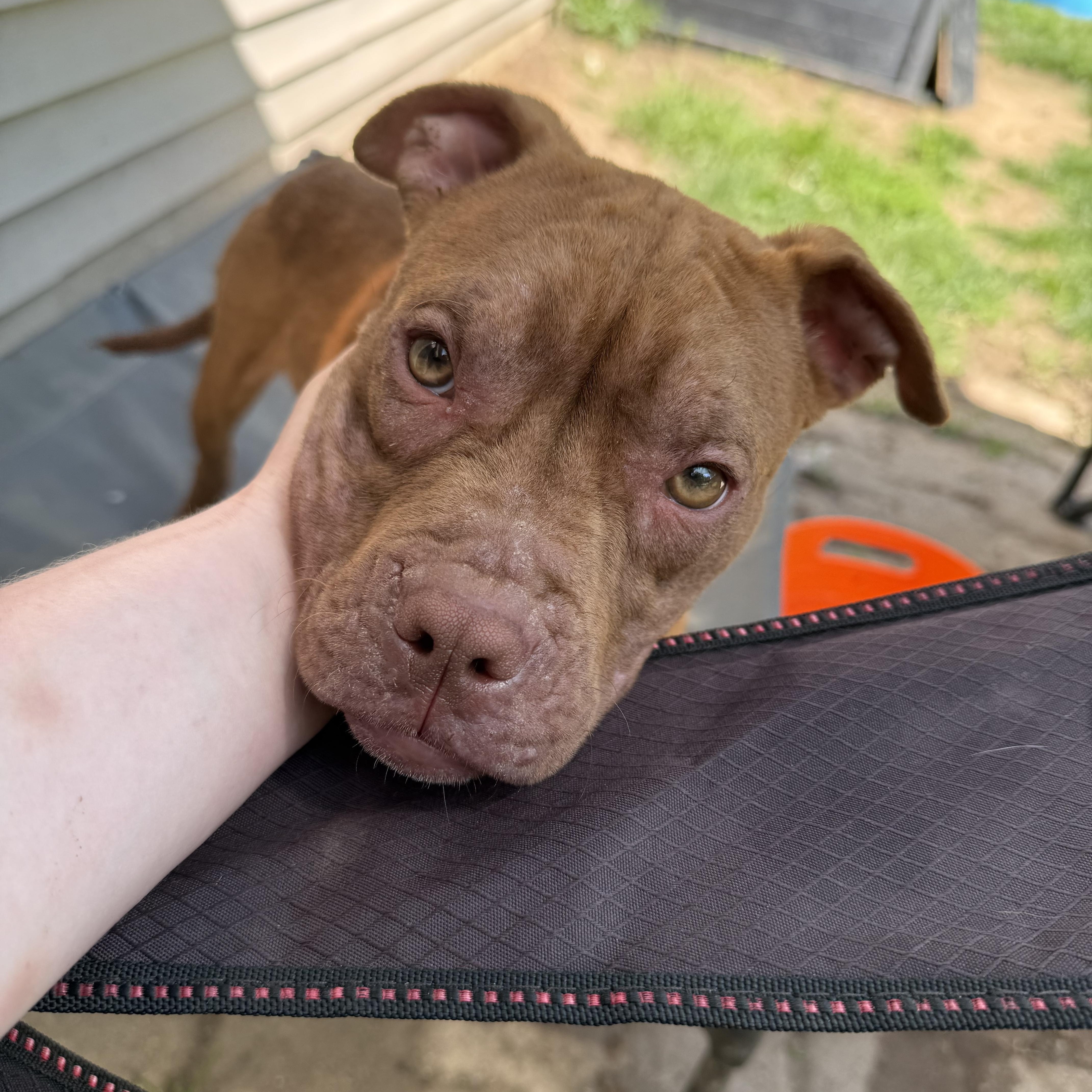 A young medium-sized female Golden Pit Bull Terrier dog named Java Bean for adoption in Grand Blanc, MI