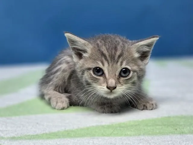 A baby small-sized female Domestic Short Hair cat named Opal for adoption in Gardena, CA