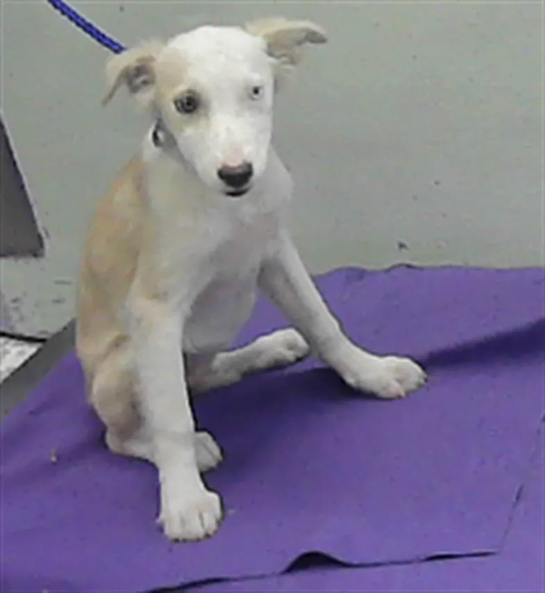 A baby small-sized female Siberian Husky dog named Opal for adoption in Houston, TX