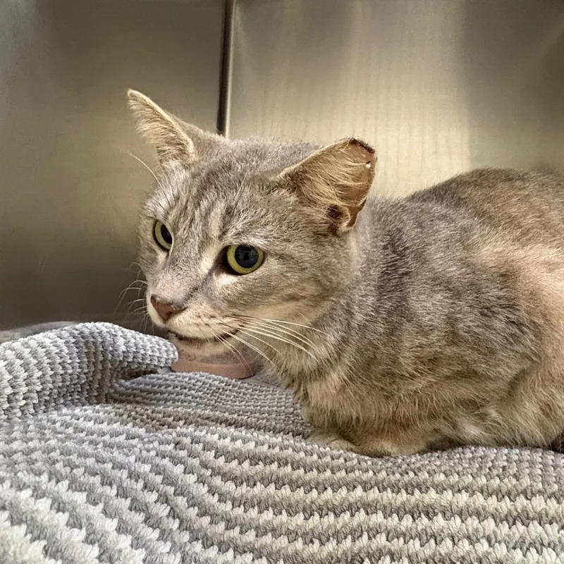 An adult large-sized female Gray / Blue / Silver Domestic Short Hair cat named Vera for adoption in Milton, FL