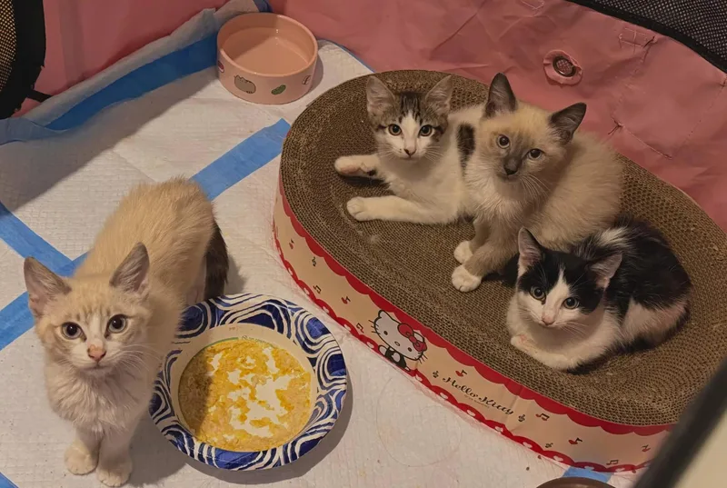 A baby small-sized male Brown / Chocolate Siamese cat named Papaya and Pomelo for adoption in Weehawken, NJ