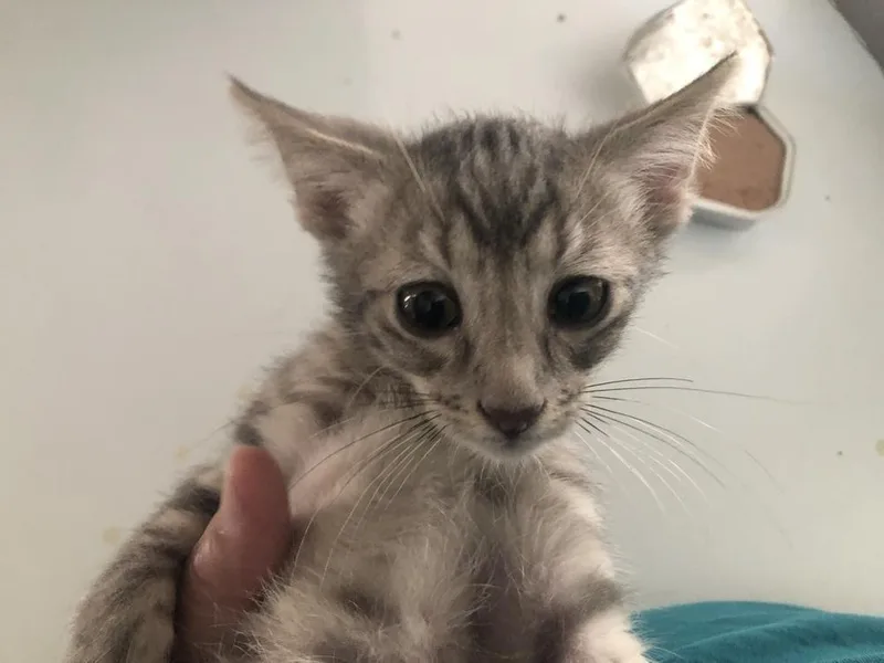 A baby small-sized male Gray / Blue / Silver Domestic Short Hair cat named Galileo for adoption in Emporia, KS