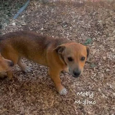 A baby small-sized male Brown / Chocolate Mixed Breed dog named Moby for adoption in Waunakee, WI
